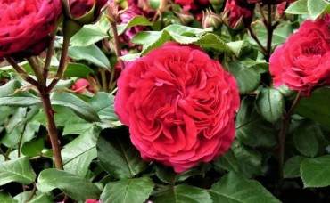 Trandafir floribunda Red Leonardo RN